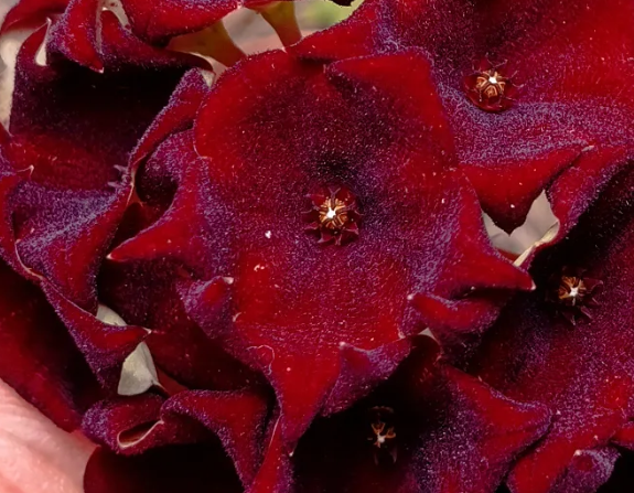Caralluma umbellata 5 Seeds