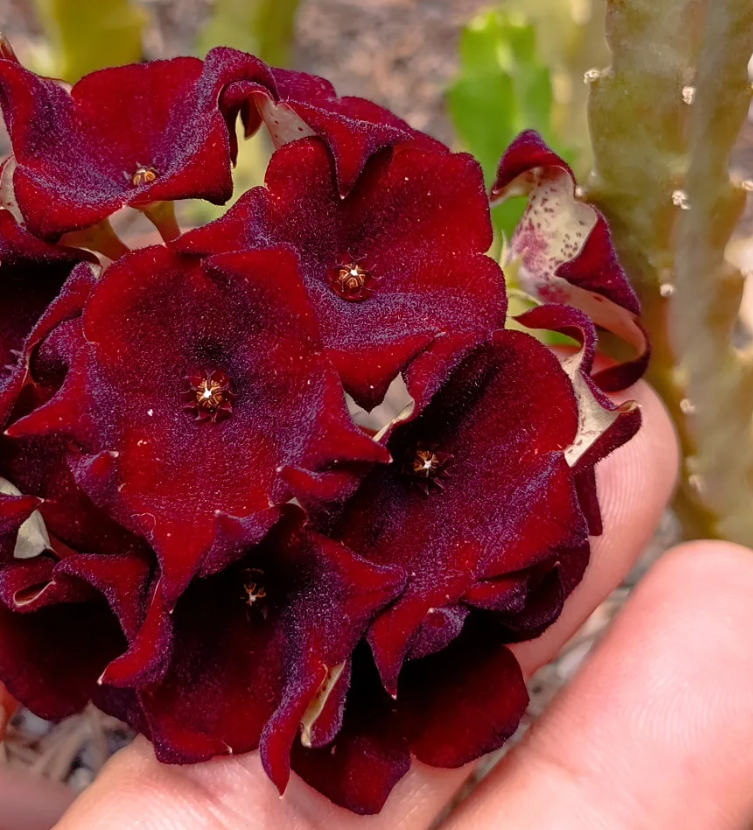 Caralluma umbellata 5 Seeds