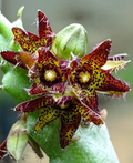 Caralluma staintonii 5 Seeds