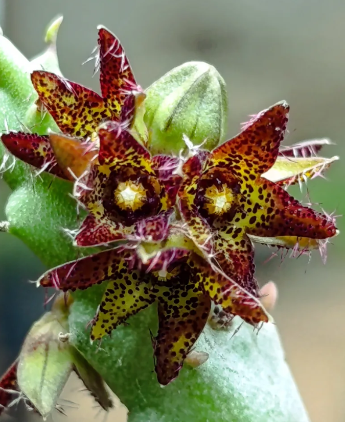 Caralluma staintonii 5 Seeds