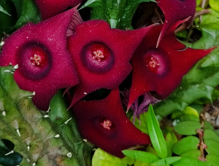 Huernia 'Cherry' 5 Seeds