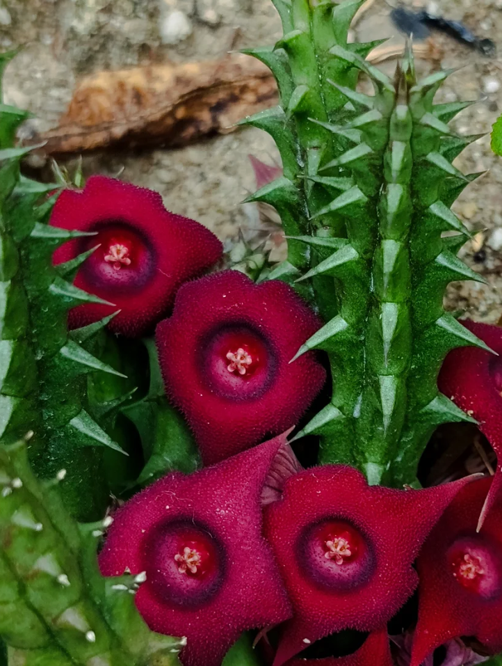 Huernia 'Cherry' 5 Seeds