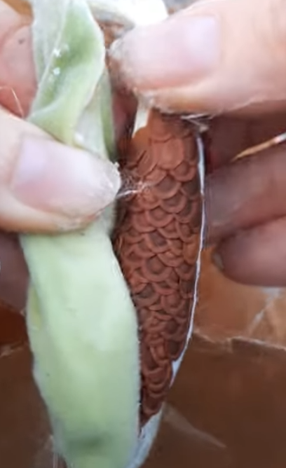 Frerea indica 7 Seeds