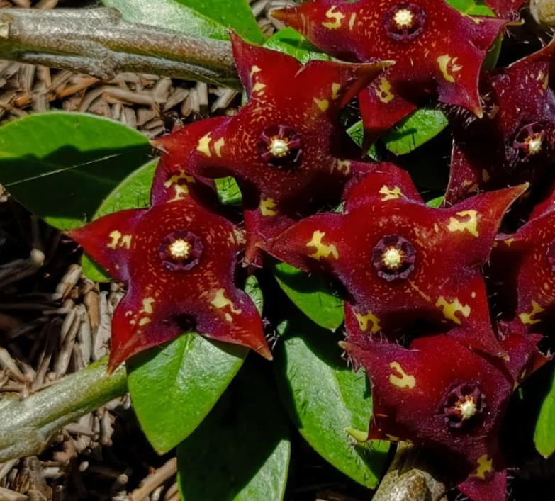 Frerea indica 7 Seeds