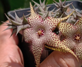 Huerorbea 'Golden Wizard' 5 Seeds