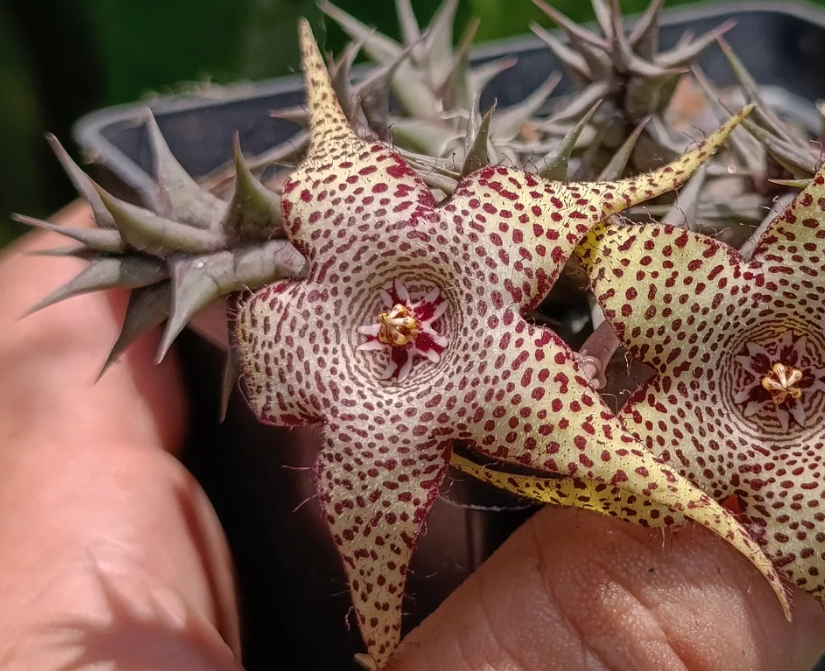 Huerorbea 'Golden Wizard' 5 Seeds