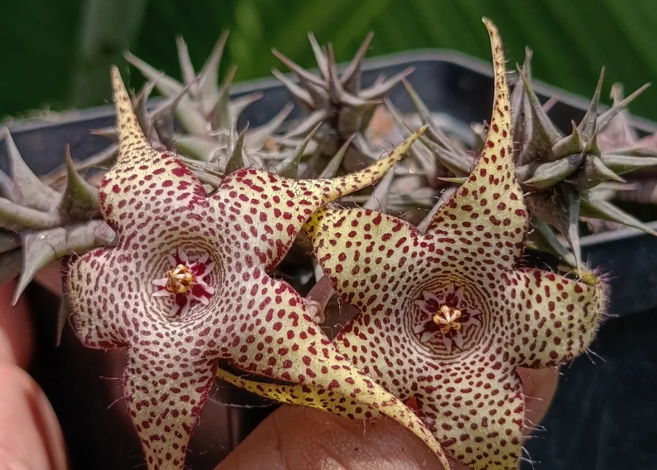Huerorbea 'Golden Wizard' 5 Seeds
