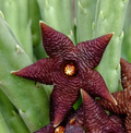 Stapelia kwebensis 7 Seeds