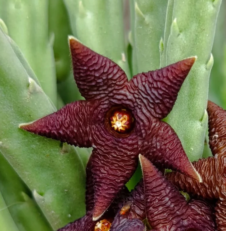 Stapelia kwebensis 7 Seeds
