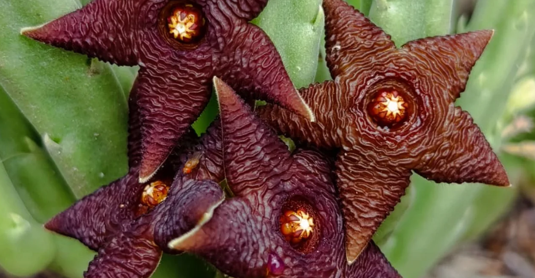 Stapelia kwebensis 7 Seeds