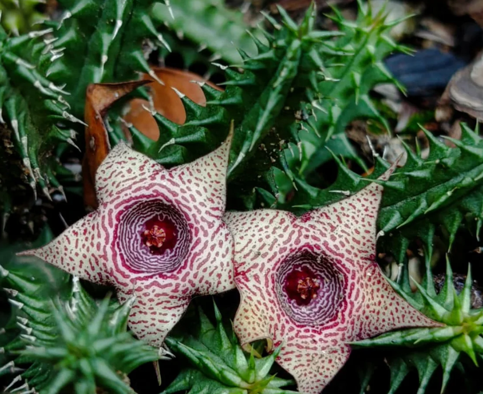 Huernia 'Candy Cane' 5 Seeds