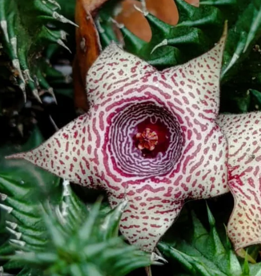 Huernia 'Candy Cane' 5 Seeds