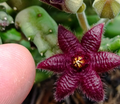 Stapelia paniculata ssp scitula 7 Seeds