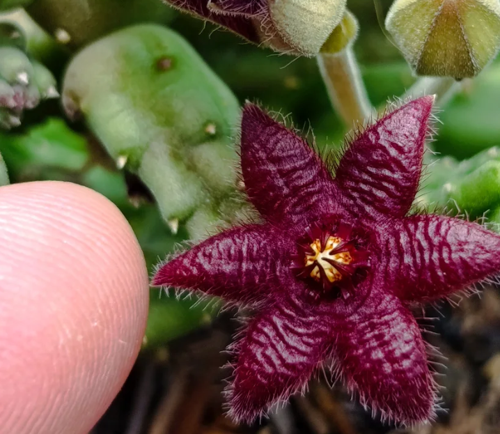 Stapelia paniculata ssp scitula 7 Seeds