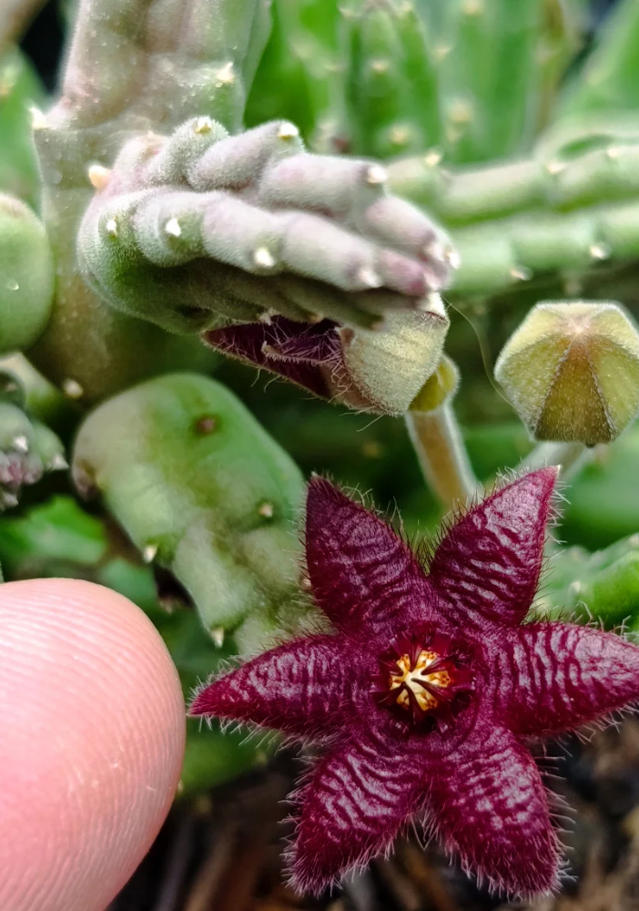 Stapelia paniculata ssp scitula 7 Seeds