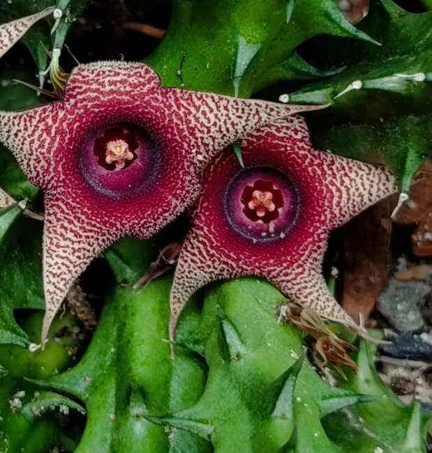 Huernia 'Effect' 5 Seeds