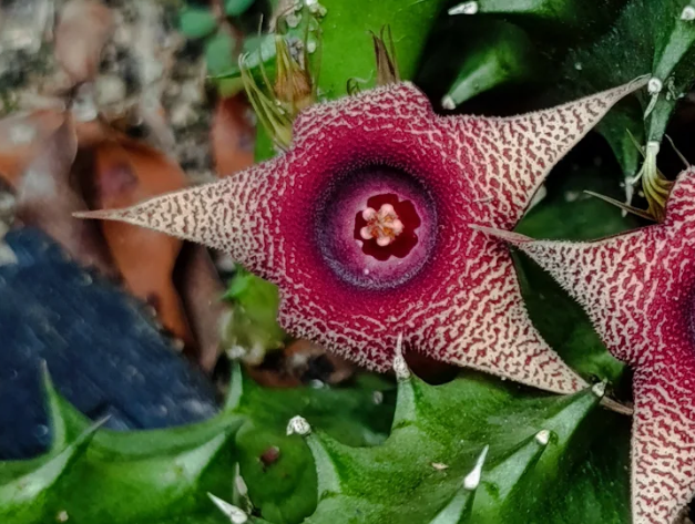 Huernia 'Effect' 5 Seeds