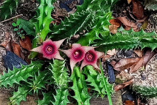 Huernia 'Effect' 5 Seeds