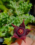 Huervalia 'Golden Stripes' 7 Seeds