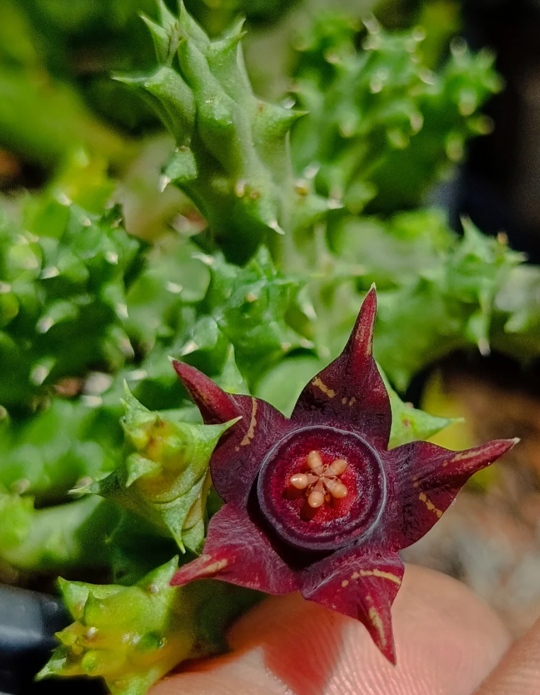 Huervalia 'Golden Stripes' 7 Seeds