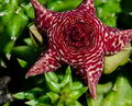 Huervalluma 'Pink Waves' 6 Seeds