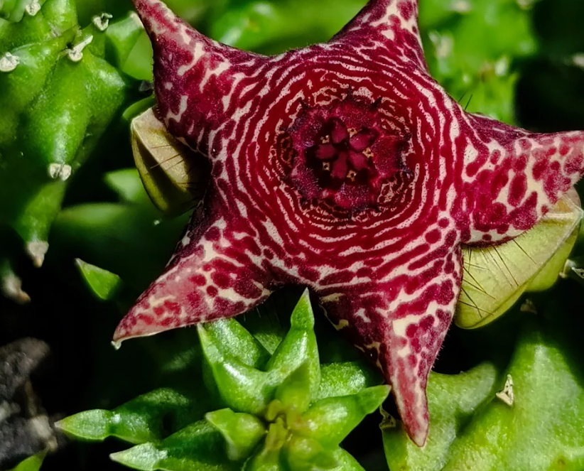 Huervalluma 'Pink Waves' 6 Seeds
