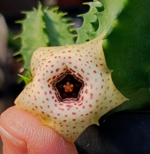 Huernia Blyderiverensis x Huernia Plowesii 5 Seeds