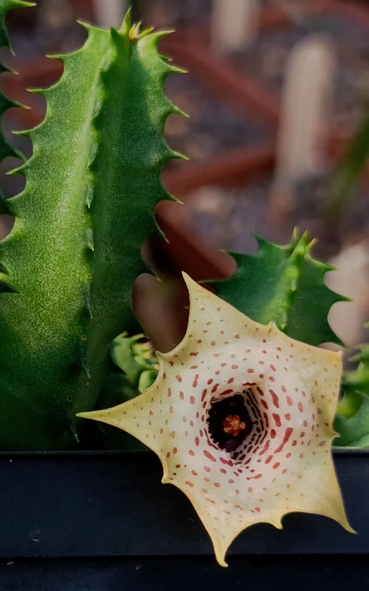 Huernia Blyderiverensis x Huernia Plowesii 5 Seeds