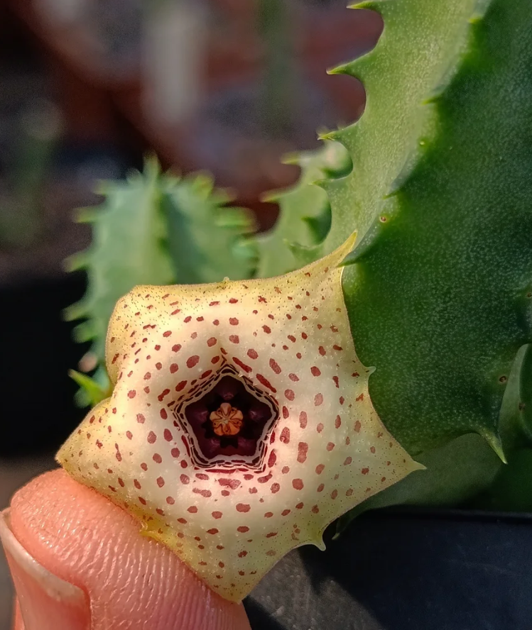 Huernia Blyderiverensis x Huernia Plowesii 5 Seeds