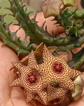 Huervalluma 'Simetrium' 6 Seeds