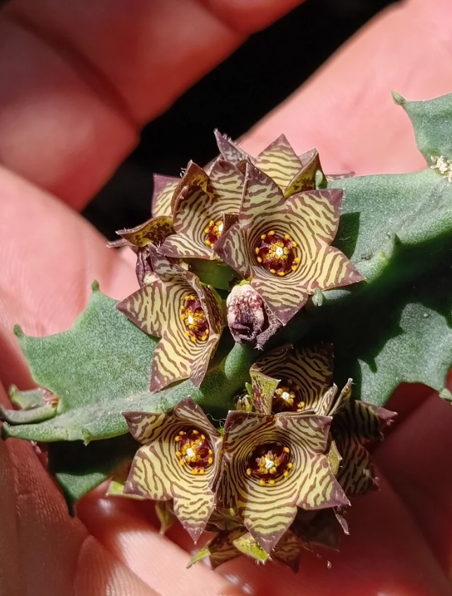 Caralluma europea 5 Seeds