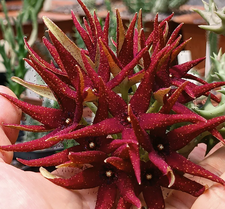 Orbea lutea ssp vaga 7 Seeds