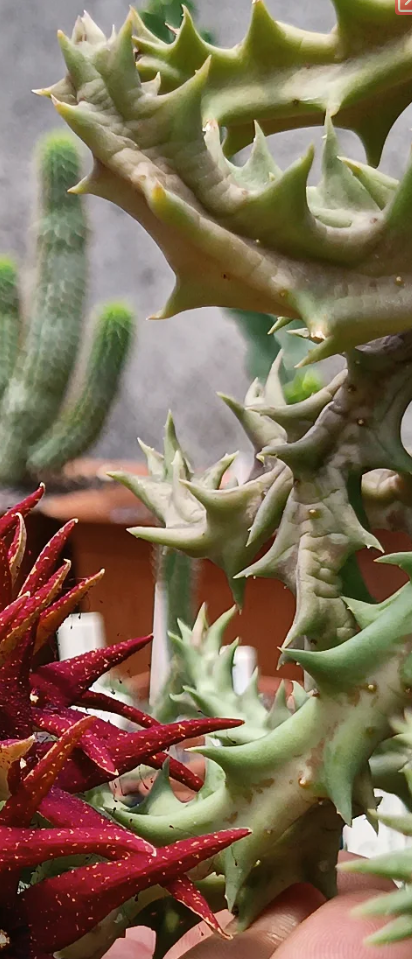 Orbea lutea ssp vaga 7 Seeds