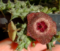 Stapelianthuervalia ' Red Sprink ' 5 Seeds