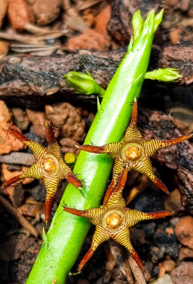 Caralluma stalagmifera X adscendens var. fimbriata 5 Seeds