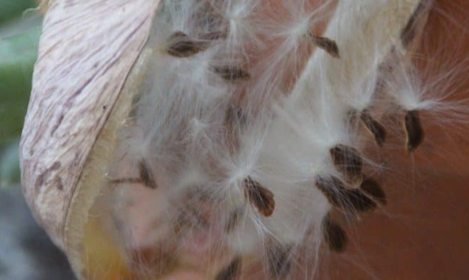 Socotrella dolichocnema 5 Seeds