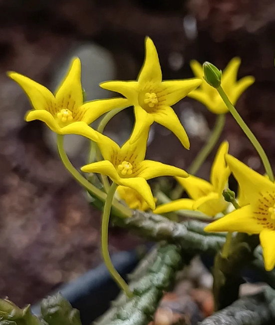 Socotrella dolichocnema 5 Seeds