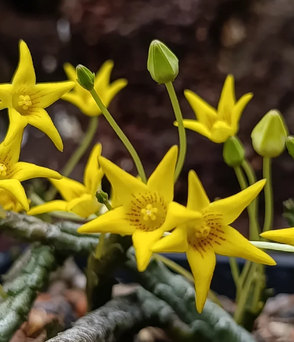 Socotrella dolichocnema 5 Seeds