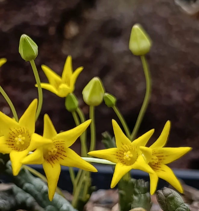 Socotrella dolichocnema 5 Seeds