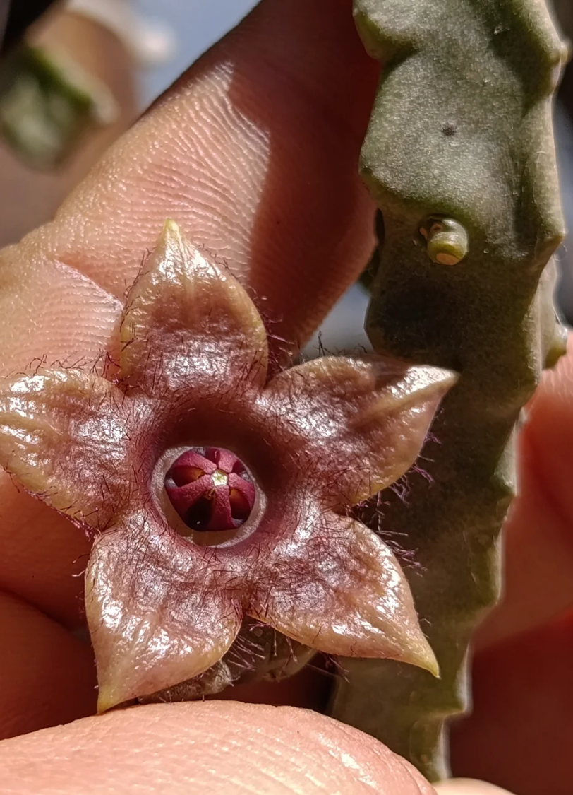 Duvaliandra dioscoridis 5 Seeds
