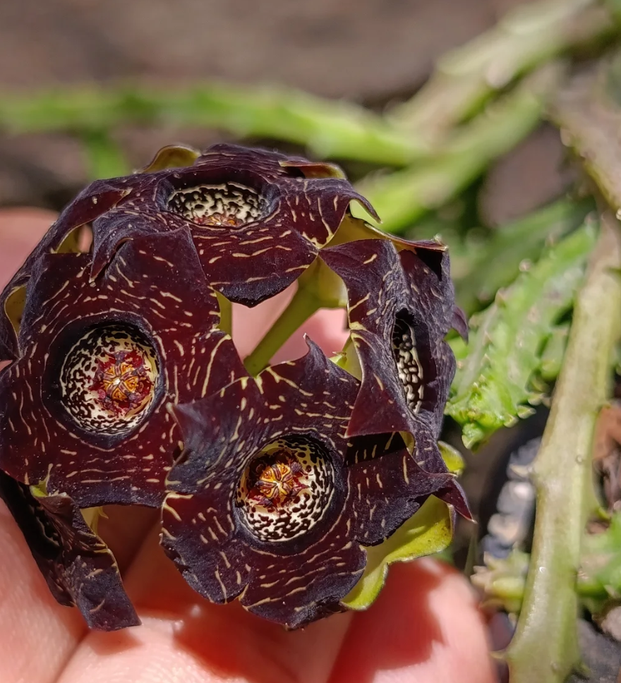 Caralluma truncato-coronata 5 Seeds