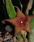 Stapelia rufa 7 Seeds