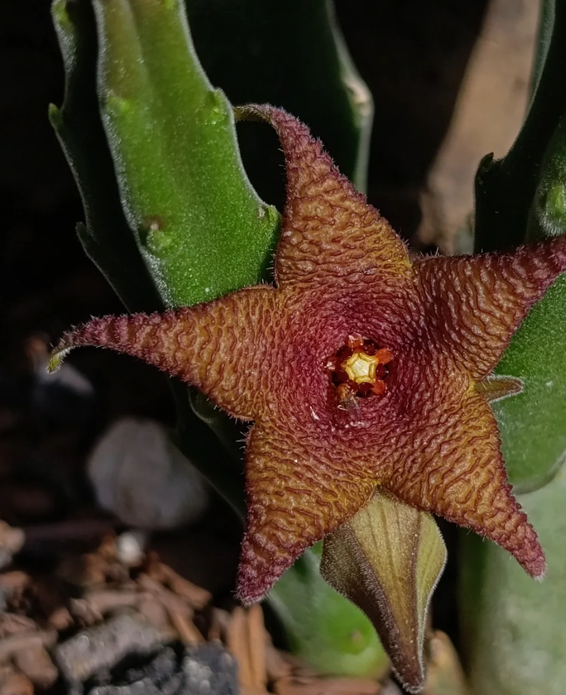 Stapelia rufa 7 Seeds