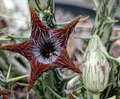 Orbea tubiformis 7 Seeds