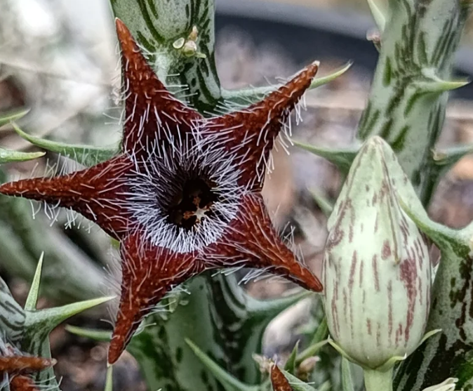 Orbea tubiformis 7 Seeds