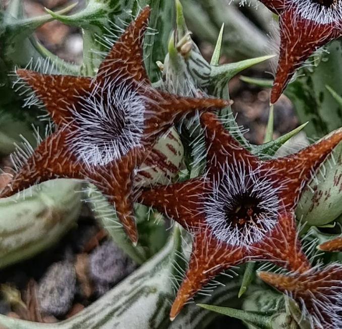 Orbea tubiformis 7 Seeds
