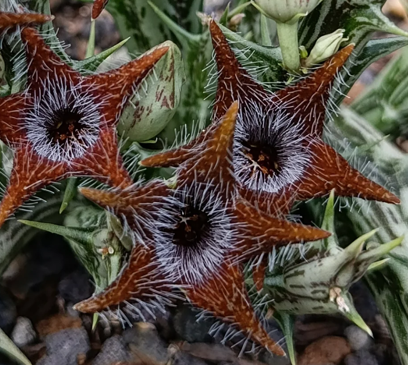 Orbea tubiformis 7 Seeds
