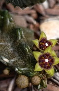 Pseudolithos mccoyi (yellow form) 5 Seeds