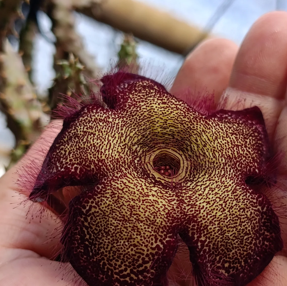 Edithcolea grandis Somalia 'Red Love' 5 Seeds