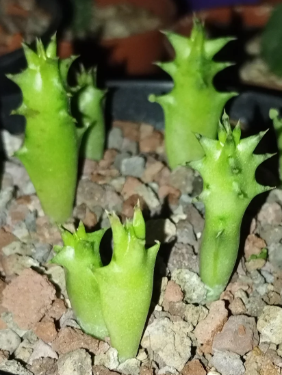 Edithcolea grandis Somalia 'Red Love' 5 Seeds